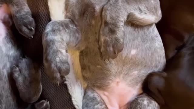 Napping on New Years Day