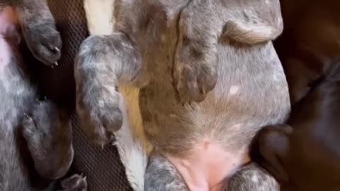 Napping on New Years Day