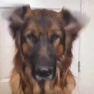 Os cachorros sao sempre fofos voce nao acha?