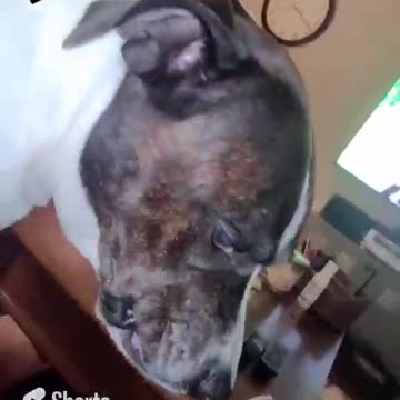 SNARLY FACE! YEA THAT'S THE SPOT!