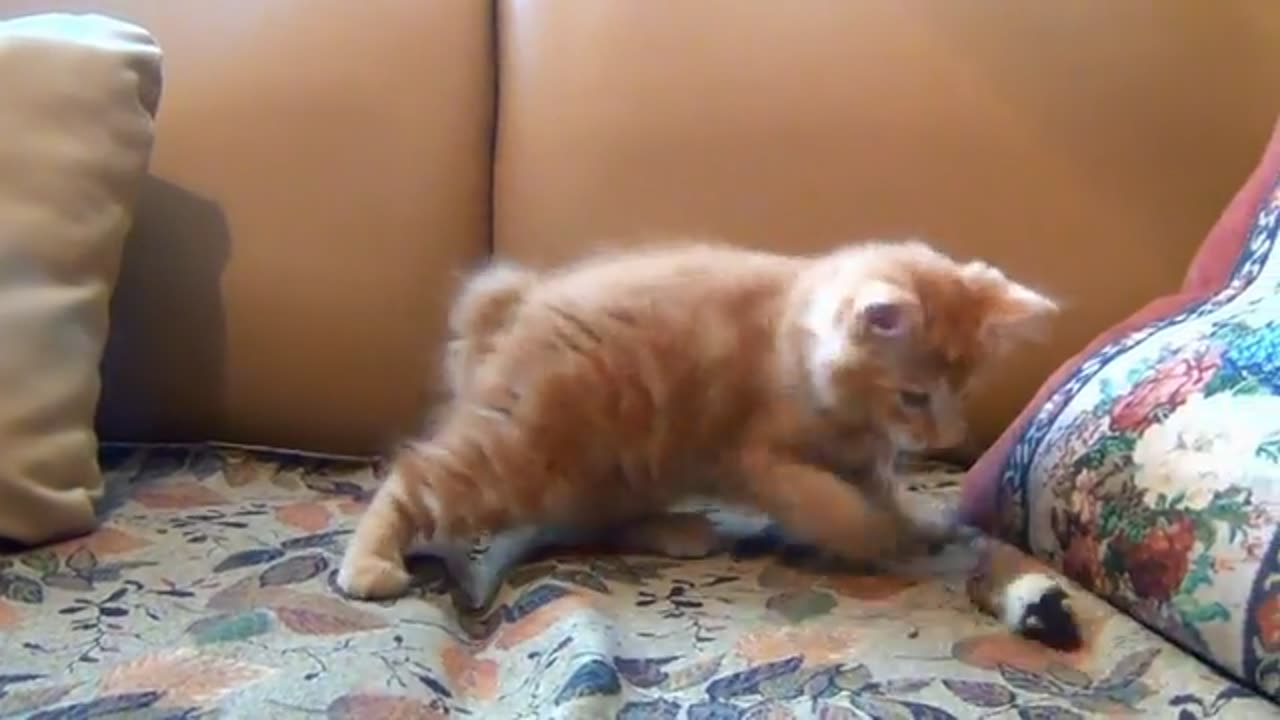 Funny cat playing with a mouse and getting irritated.