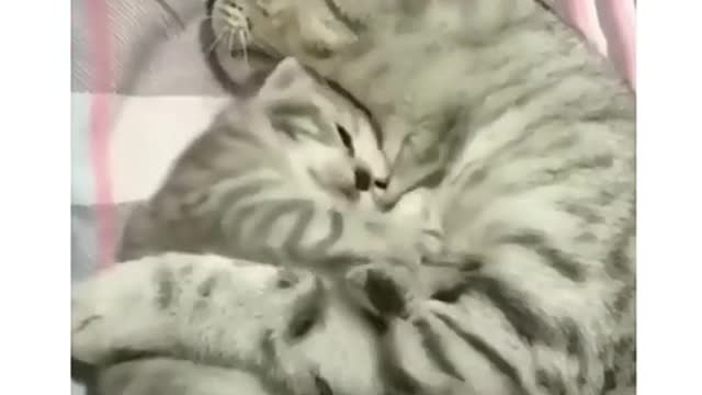 Cute cat