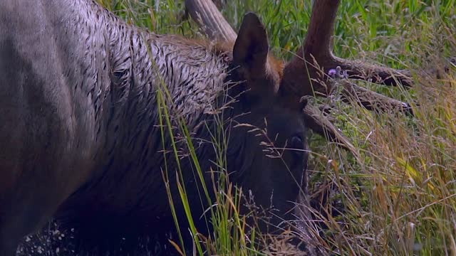 Elk Takes a Mud Bath