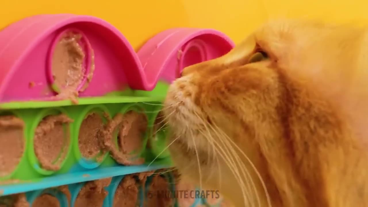 Cool Pet Gadgets And Genius Pet Hacks For Your Lovely Cats And Dogs 🐕🐈😺