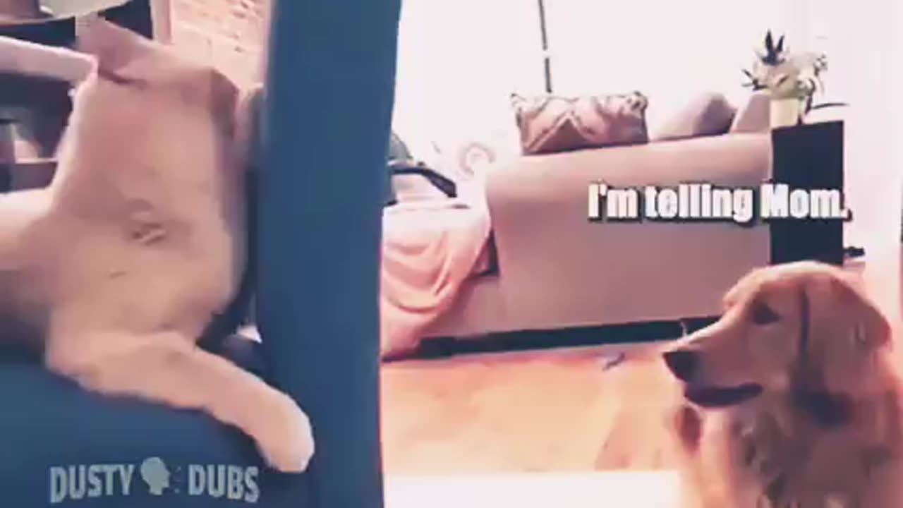 Funny Animal Videos Try Not To Laugh-Is This Animal Flirting?