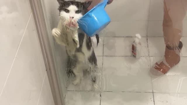 Cat Tries In Vain to Claw His Way Out of Bath Time