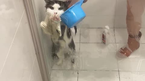 Cat Tries In Vain to Claw His Way Out of Bath Time