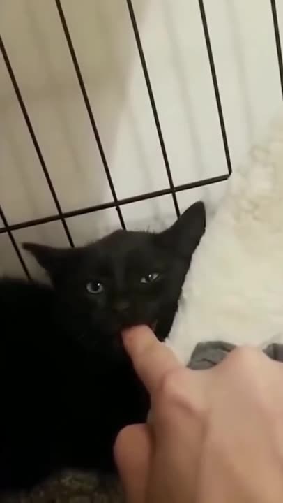 FUNNY ANIMALS ,can't control laugh,