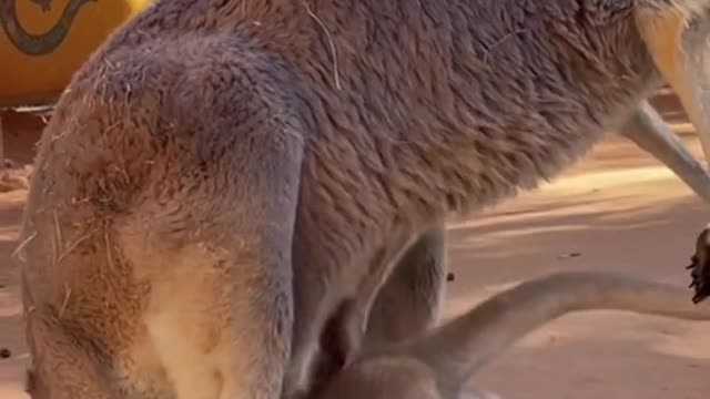 The kangaroo
