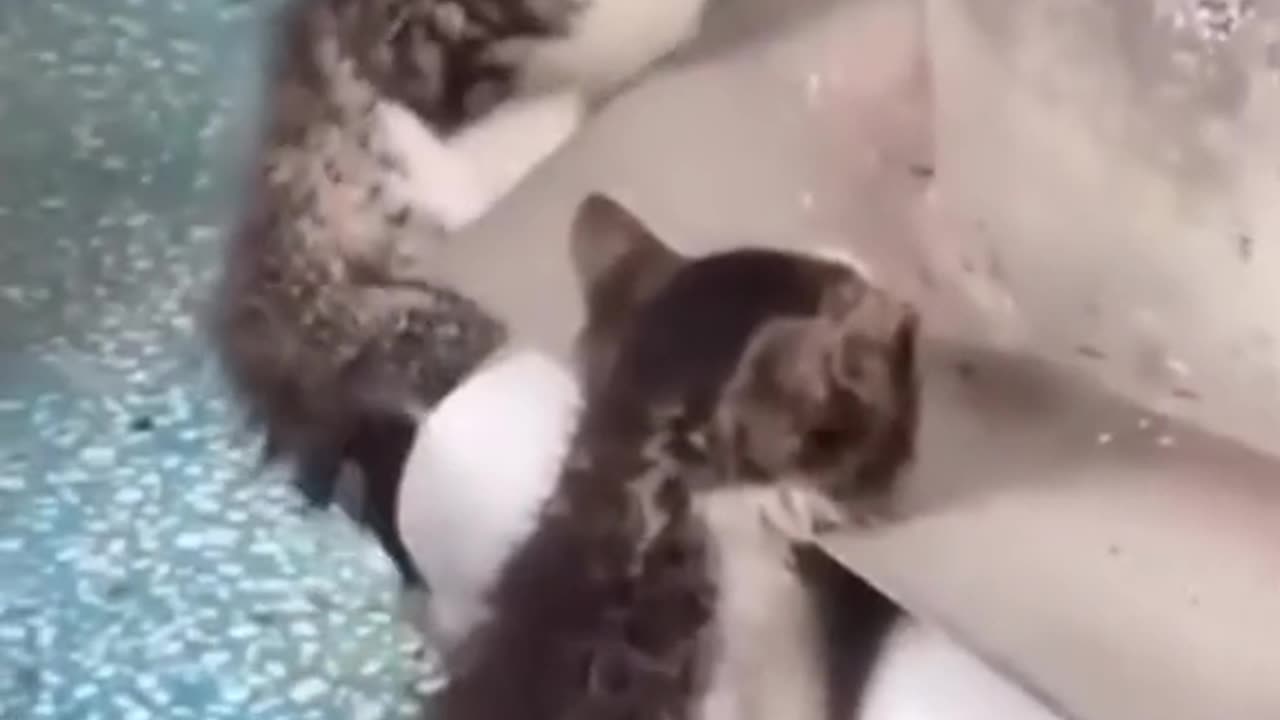 Cute and funny animals videos