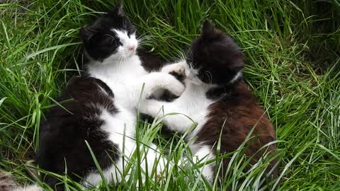 Cat's lawn animals black and❤️❤️