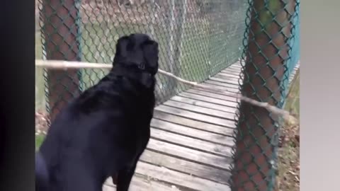 Funny 🤣 Dog's video