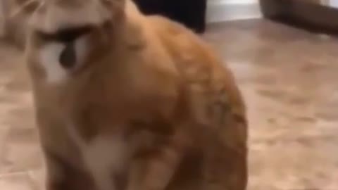 Funny Cat scared