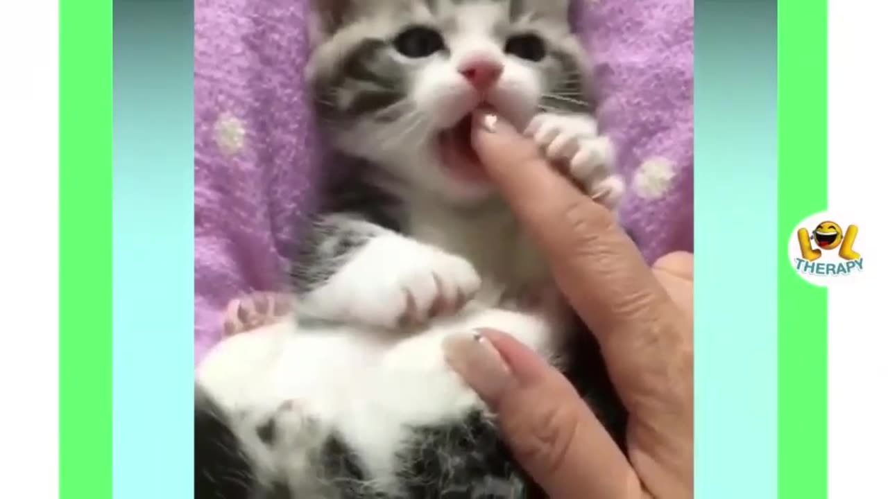 Funny And Cute Cat'S Life Cats And Owners #53 Are The Best Friends Videos