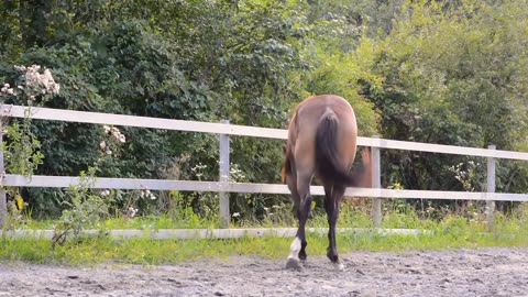 Horse _ Beach _ Forest _ Animal _ Free HD Videos
