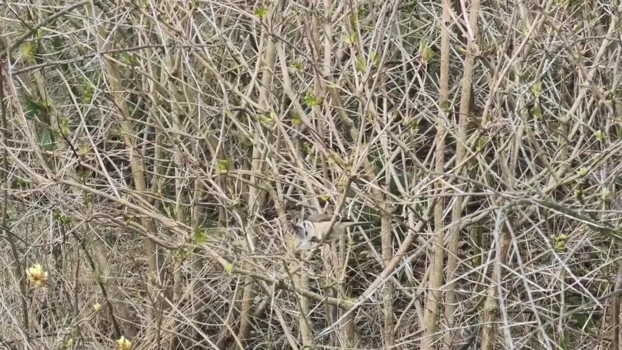 Bird Nest Building Bill Animal World Build Nest