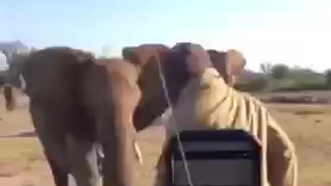 Should we really trust ELEPHANTS?