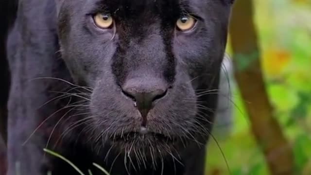 This is a close-up of the panther, and you can see the whiskers on its mouth