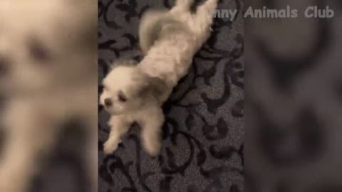 funny pets in the world