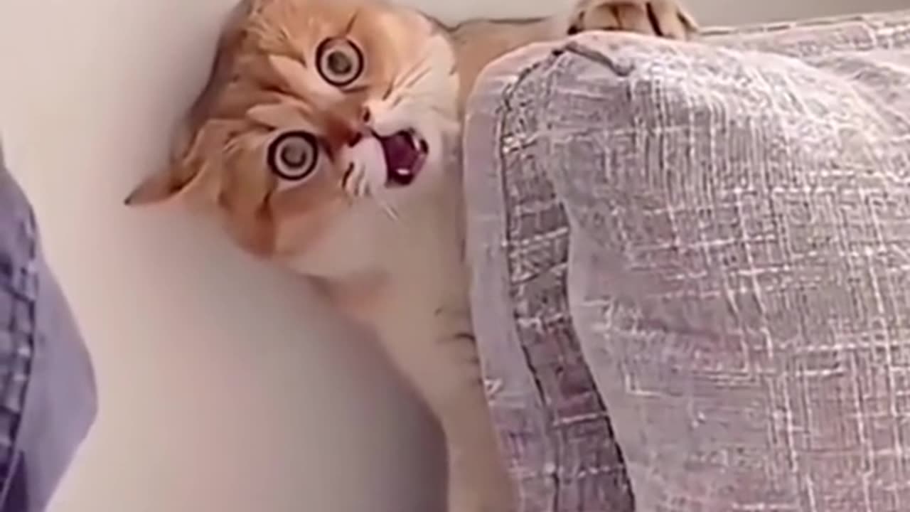 Cat's