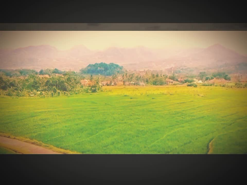 the beautiful natural charm of Indonesian rice fields