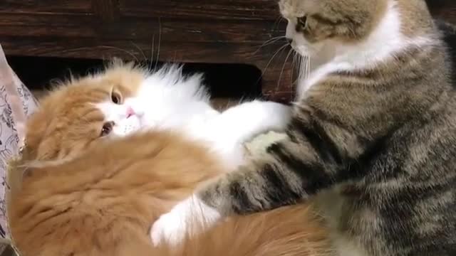 Cute kitten in pursuit of the love he longs for?