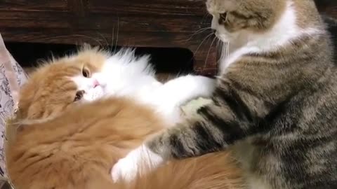 Cute kitten in pursuit of the love he longs for?