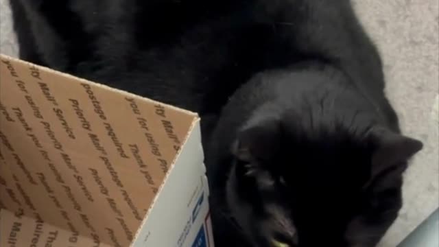 Adopting a Cat from a Shelter Vlog - Cute Precious Piper is So Sweet and Faithful #shorts