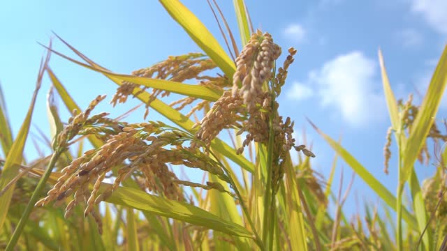 The ears of wheat dancing in the wind have nurtured our generation after generation