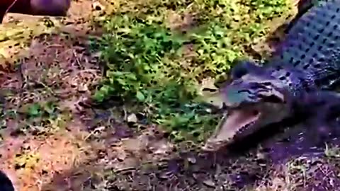 Man Hit Crocodile With Frying Pan