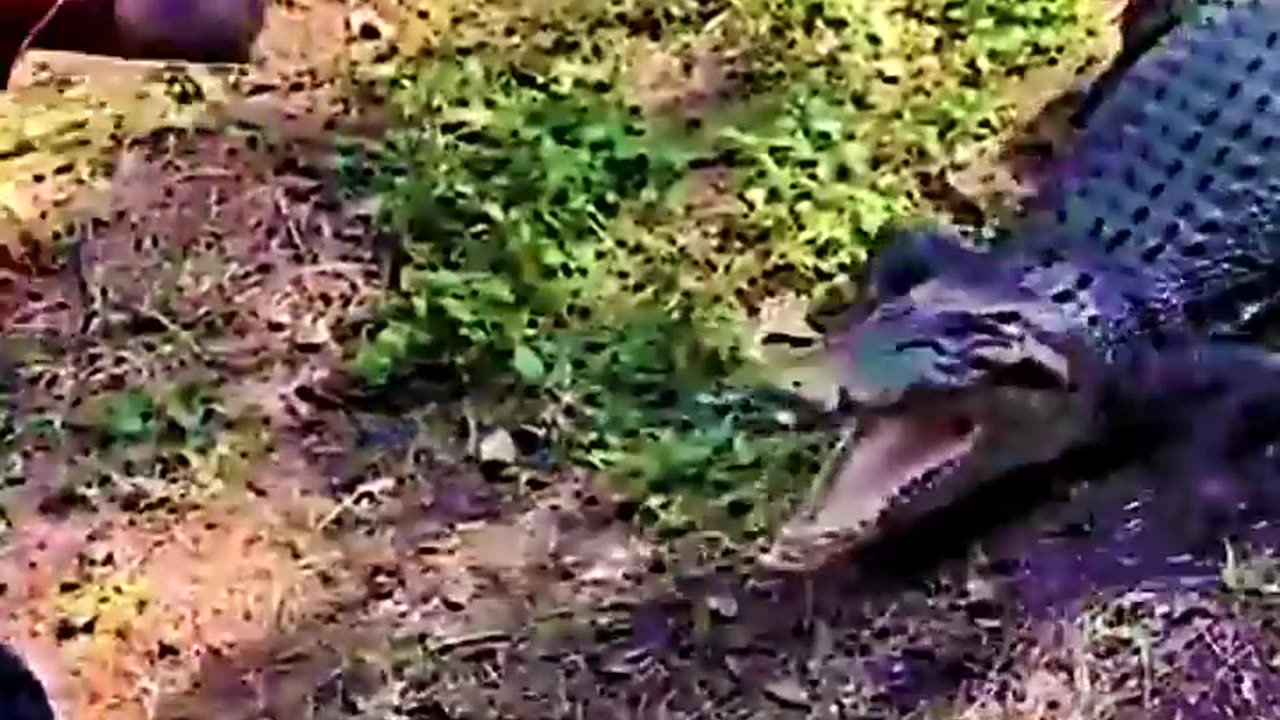 Man Hit Crocodile With Frying Pan