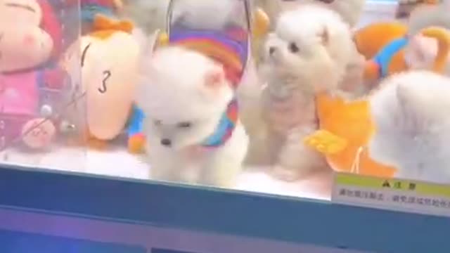 Funny baby animals videos - funny puppies