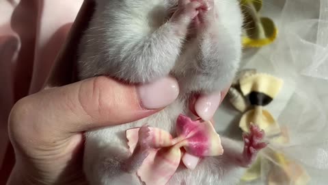 Cute Rat Eating
