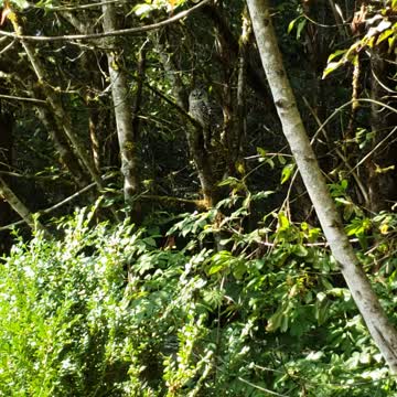 Barred owl sitting in my tree. Washington State