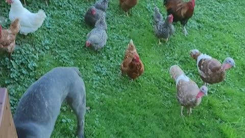 Little Chicken Farm