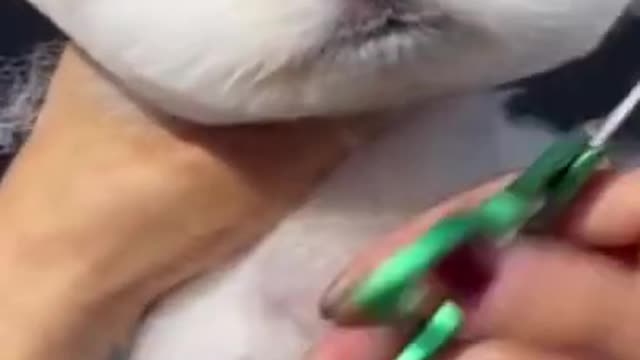 Cute dog hair cut video