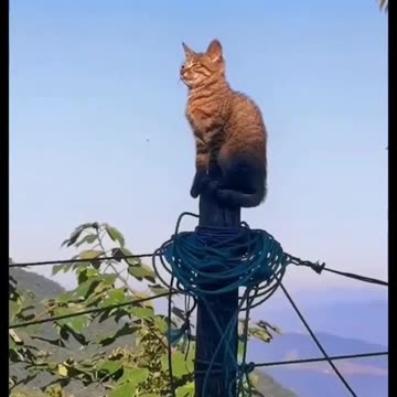 Cat & Dog very funny video |Funny animal videos| try not to laugh
