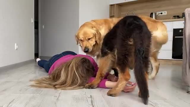 Faking My Death in Front of My Dogs | Funny Dogs Reaction