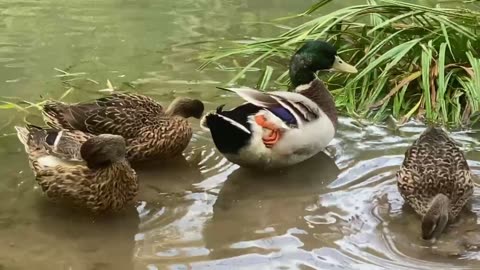 male duck with three females enjoying the warm day