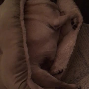 ¡Este pug roncando es muy gracioso, pero el gato de la casa es mejor aún!