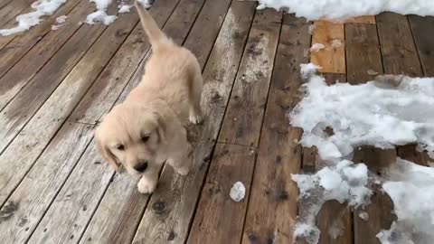 Adorable Golden Retriever Puppy