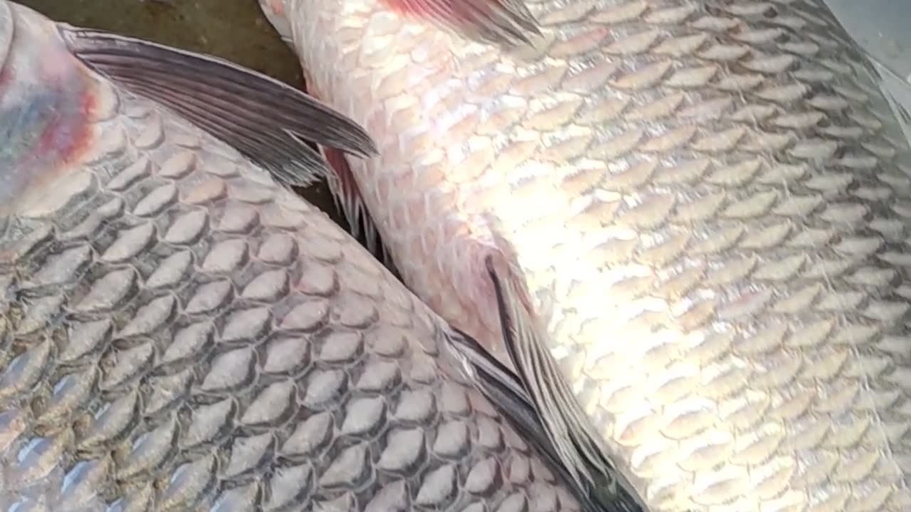 Giant Katla Carp Fish Live Video In Fish Market#shorts