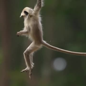 Money are next level animal's !!!