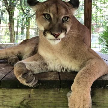 BIG#BigCatRescue #volume #volumeup #soundup