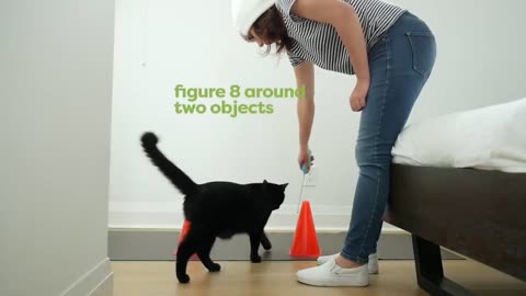 30 Tricks to teach your Cat