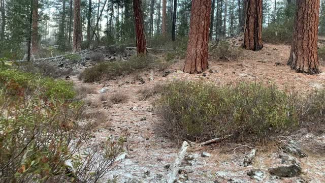 Snowing on Ponderosas – Central Oregon – Edison Sno-Park – 4K