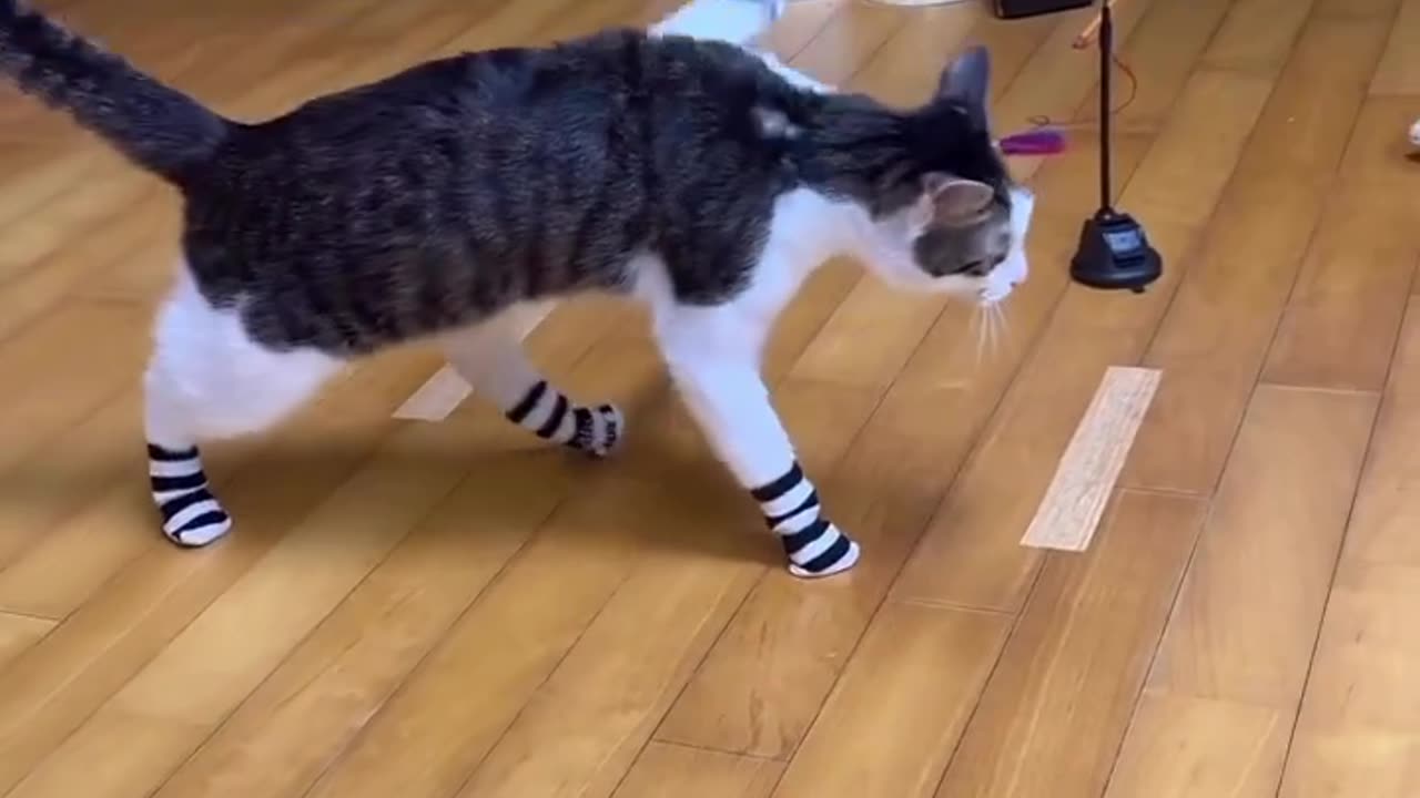 Cat Style !!!!!!!!