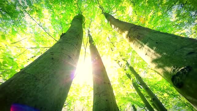 15 Min Meditation 100% Good vibration