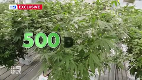 World’s largest cannabis farm stationed in Queensland _ 9 News Australia