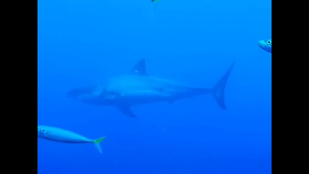 MASSIVE Great White Shark in Mexico ‼️🦈